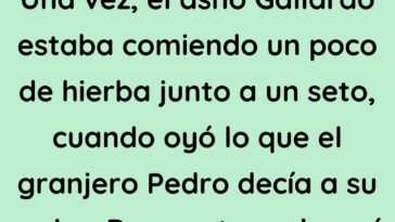 El asno Gallardo estaba comiendo un poco de hierba