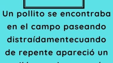 Un pollito se encontraba en el campo