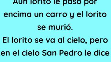 Aun lorito le paso por encima un carro