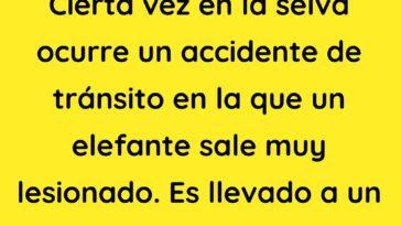 Cierta vez en la selva ocurre un accidente