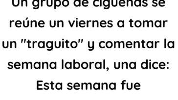 Un grupo de cigüeñas se reúne un viernes