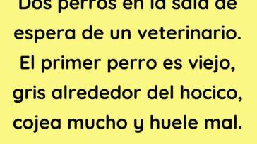 Dos perros en la sala de espera de un veterinario