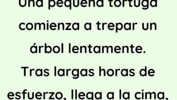 Una pequeña tortuga comienza a trepar un árbol lentamente