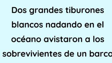 Dos tiburones blancos nadando en el océano