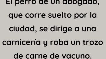 El perro del abogado