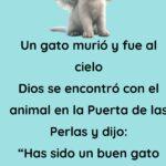 Un gato murió y fue al cielo