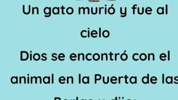 Un gato murió y fue al cielo