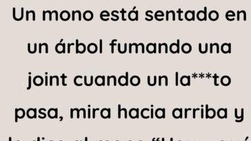 Un mono está sentado en un árbol (1)